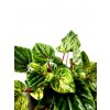 Peperomia 'Ripple' řízek k zakořenění