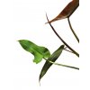 Philodendron atabapoense "řízek k zakořenění"
