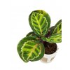 Calathea rosea-picta "Illustris"