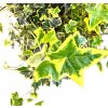 Hedera helix "řízek k zakořenění"