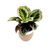 Calathea "Marion"