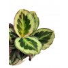 Calathea "Marion"