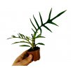 Philodendron tortum baby