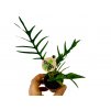 Philodendron tortum baby