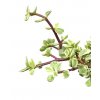 Portulacaria Afra variegata "řízek k zakořenění"