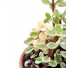 Portulacaria Afra variegata "řízek k zakořenění"
