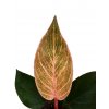 Philodendron "Pink Birkin"