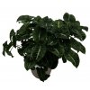 Syngonium "Black Panther"