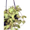 Ceropegia Woodii String Of Spades "heartless" Svícník
