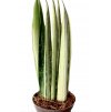 Sansevieria “Bentel’s Sensation”
