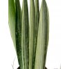Sansevieria “Bentel’s Sensation”