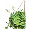 Senecio radicans XXL - BANÁNKY