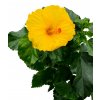 Hibiscus - Ibišek “Starlette”