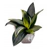 Sansevieria hahnii "Grey"
