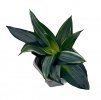 Sansevieria hahnii "Grey"