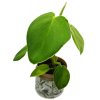 Philodendron rugosum
