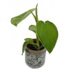 Philodendron rugosum
