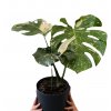 Monstera “Thai constellation” XXL