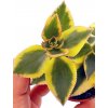 Crassula sarmentosa variegata "řízek k zakořenění"