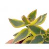 Crassula sarmentosa variegata "řízek k zakořenění"