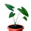 Alocasia Zebrina 1 1024x1024