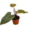 Philodendron "Dark Lord"