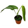 Philodendron heterocraspedon