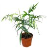 Philodendron polypodioides