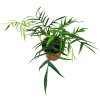 Philodendron polypodioides