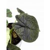 Alocasia “Melo” baby