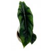 Alocasia "Venusta"