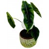 Alocasia "Venusta"