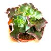 Echeveria 'Shaviana'