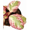 Episcia cupreata "Shimmering Valley" řízek k zakořenění