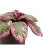 Episcia cupreata "Shimmering Valley" řízek k zakořenění