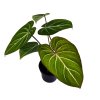 Philodendron gloriosum "DARK FORM"