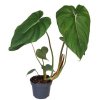Philodendron "McDowel" kolínko k dopěstování