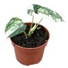 Alocasia Dragon Skill Variegata