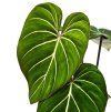 Philodendron gloriosum "Zebra"
