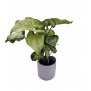 Syngonium "White butterfly"