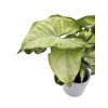 Syngonium "White butterfly"