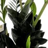 Zamioculcas černý "Black Raven"