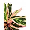 Calathea "Triostar"