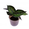 Calathea "Pinstripe" baby