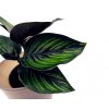 Calathea "Pinstripe" baby