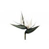 imgbin agave strelitzia nicolai bird of paradise flower flowering plant strelitzia reginae dfBAURXcYdVrDEYJeJbPQvWyw (1)