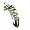 Monstera Adansonii/Monkey Mask "řízek"