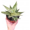 Aloe aristata 'Snow flake'