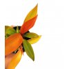 Philodendron "Prince of orange" baby malá rostlinka