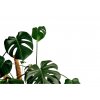 Monstera deliciosa XXL s tyčí